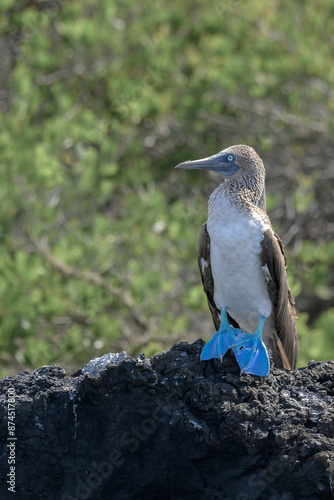 Piquero de patas azules - Pájaro bobo de patas azules - Sula nebouxii - Islas Galápagos - Ecuador