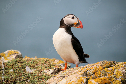 A view of an Atlantic Puffin on Skomer Island