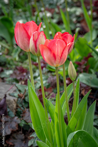 pink tulip in the garden