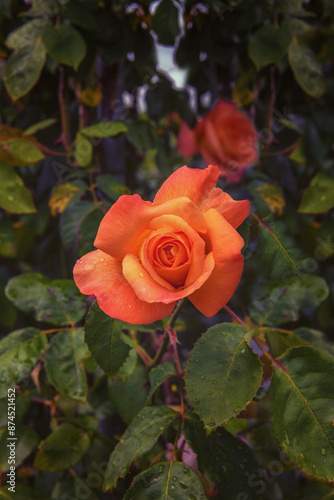 Exquisite climbing rose Cortege with fragrant bright orange flowers in the rose garden
