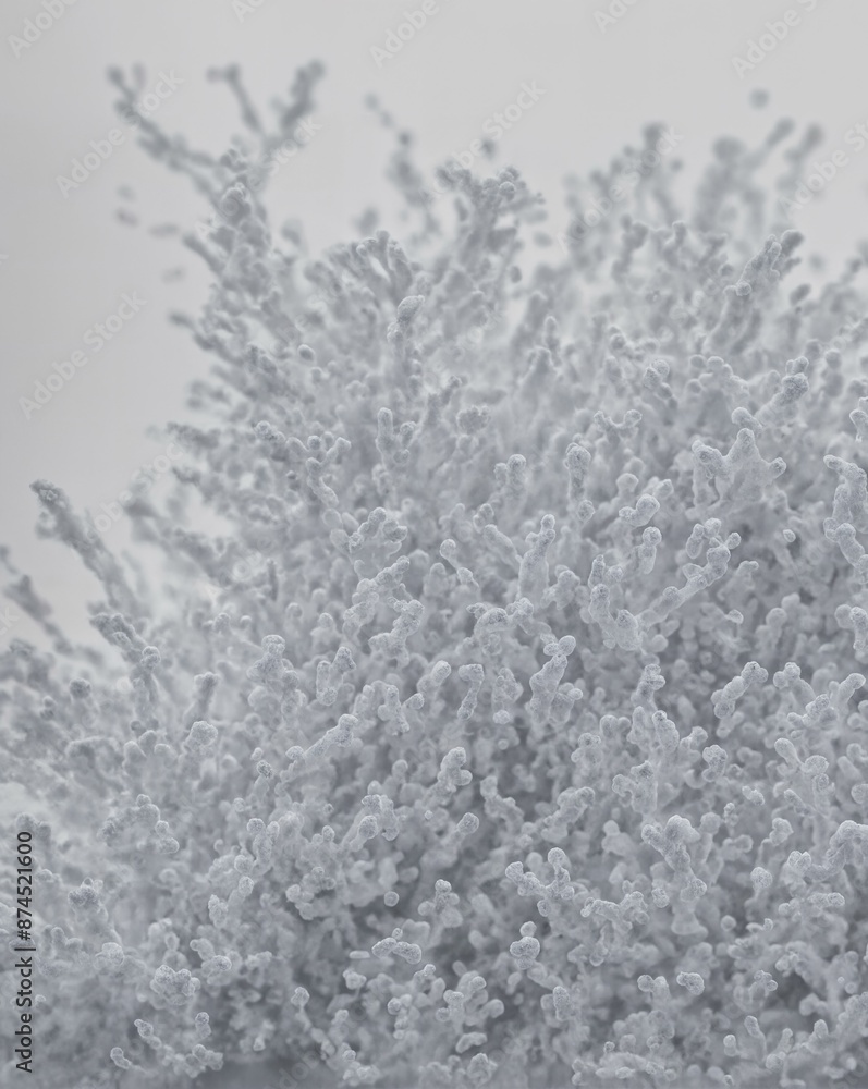 Fototapeta premium [1/2] Zarte Eiskristalle: Detailreiche Aufnahme von weißen Eiskristallen in abstrakter Form und filigranen Strukturen