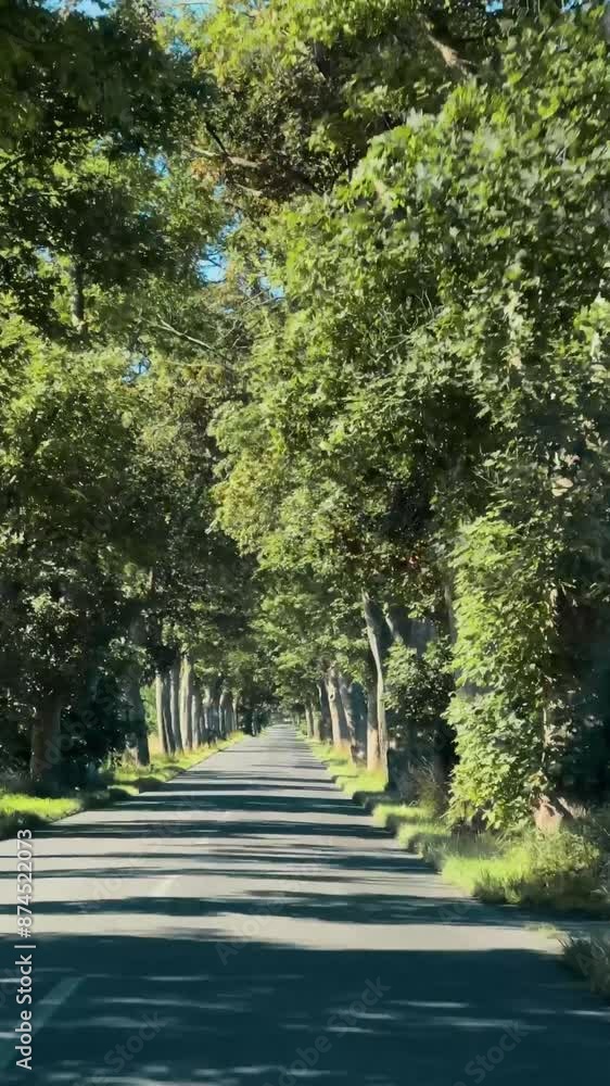 Green tunnel of trees on a sunny summer day Green tunnel of trees on a sunny summer day