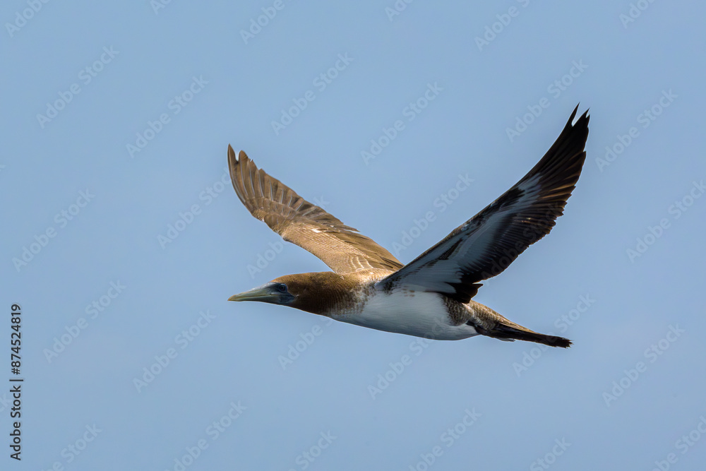 Obraz premium Piquero volando - Boobie - Sula - Islas Galápagos - Ecuador