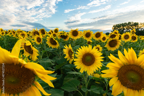 Blooming sunflower field. photo