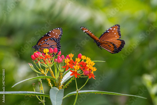 Rare monarch butterflies on butterfly milkweed. photo