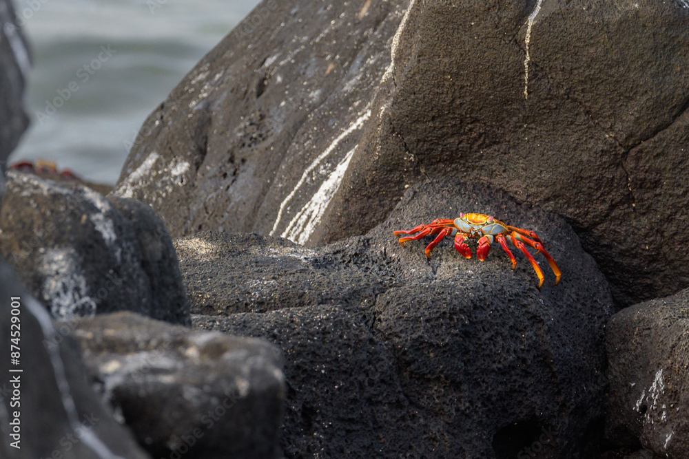 Cangrejo rojo de las galápagos (Grapsus grapsus - Sally ligthfoot crab) sobre roja de lava - Islas Galápagos - Ecuador Cangrejo rojo de las galápagos (Grapsus grapsus - Sally ligthfoot crab) sobre roja de lava - Islas Galápagos - Ecuador