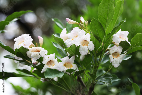 Dwarf tree jasmine (Radermachera yunnanensis)