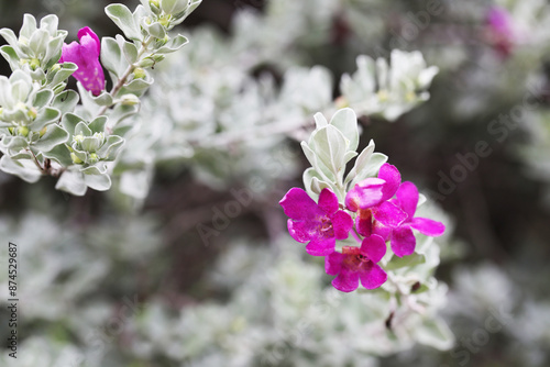 Texas sage or Barometer bush (Leucophyllum frutescens) in full bloom after the rain photo