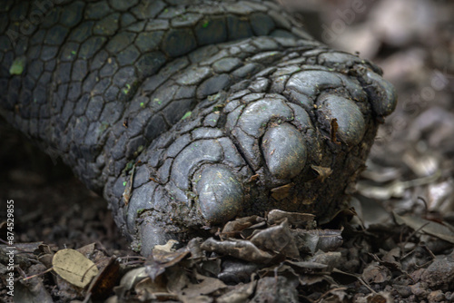 Tortuga gigante de galápagos - Galapaguera de Cerro Colorado - Isla San Cristóbal - Islas Galápagos - Ecuador