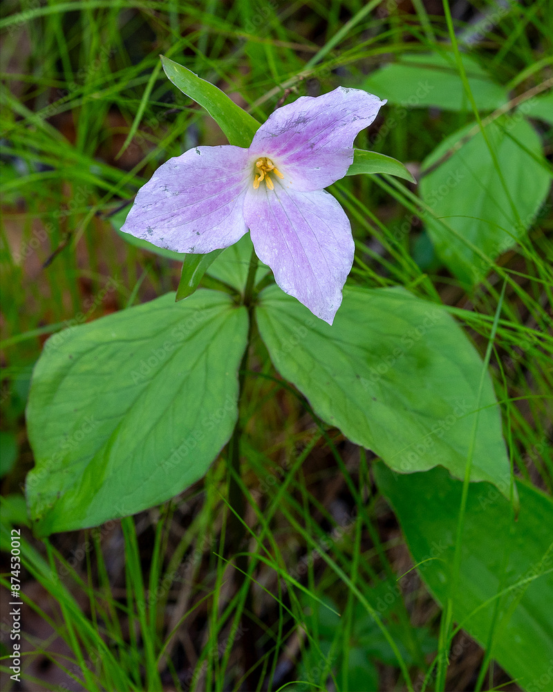 An aged pink flower of the white trillium, Trillium grandiflora. After pollination, the flower turns white to pink to signal to insects to move on. An aged pink flower of the white trillium, Trillium grandiflora. After pollination, the flower turns white to pink to signal to insects to move on.