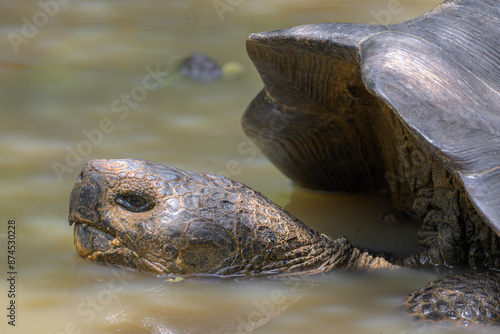 Tortuga gigante de galápagos - Galapaguera de Cerro Colorado - Isla San Cristóbal - Islas Galápagos - Ecuador