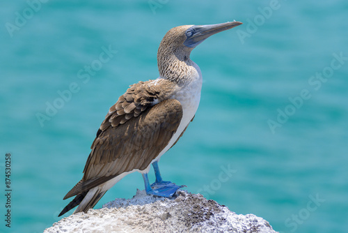 Foto Piquero de patas azules - Pájaro bobo de patas azules - Sula nebouxii - Islas Ga