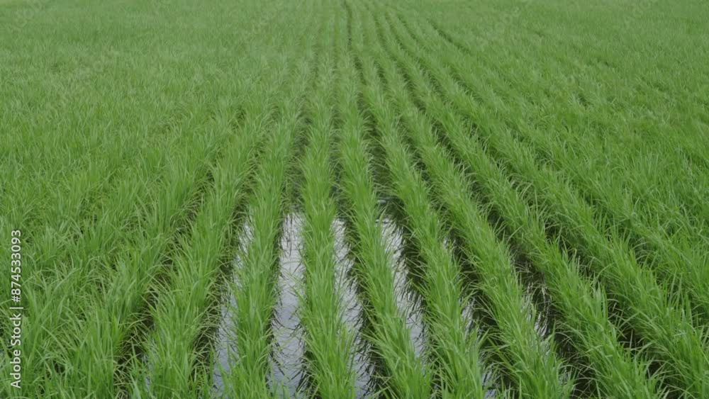 Tottori,Japan - July 2, 2024: Rice paddy at the foot of Mt. Daisen, Tottori, Japan Tottori,Japan - July 2, 2024: Rice paddy at the foot of Mt. Daisen, Tottori, Japan