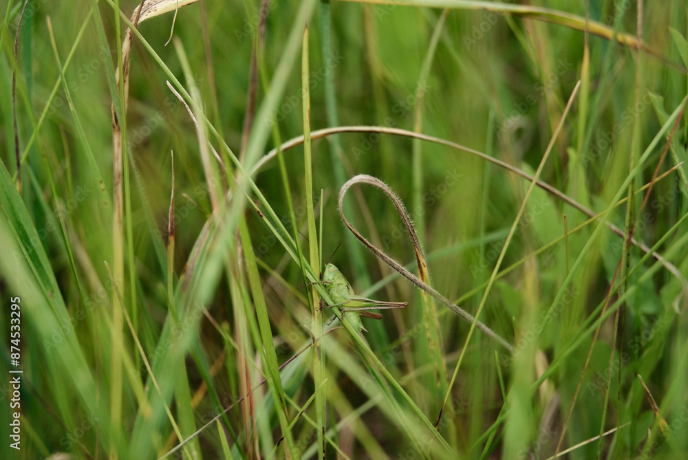 Grasshopper in Tall Grass camouflaged by its surroundings. Grasshopper in Tall Grass camouflaged by its surroundings.