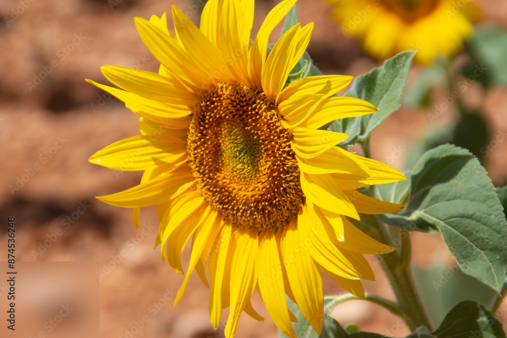 Obraz premium Flor de girasol, a plena luz del día