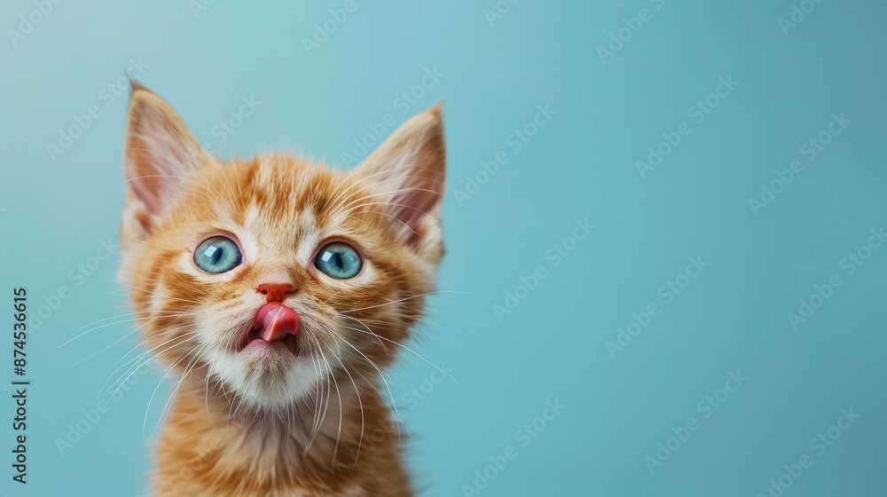 A kitten with blue eyes and a pink nose is looking at the camera A kitten with blue eyes and a pink nose is looking at the camera