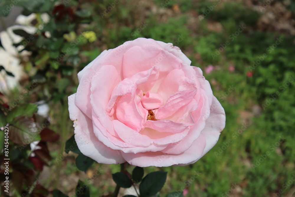 pink rose in garden pink rose in garden