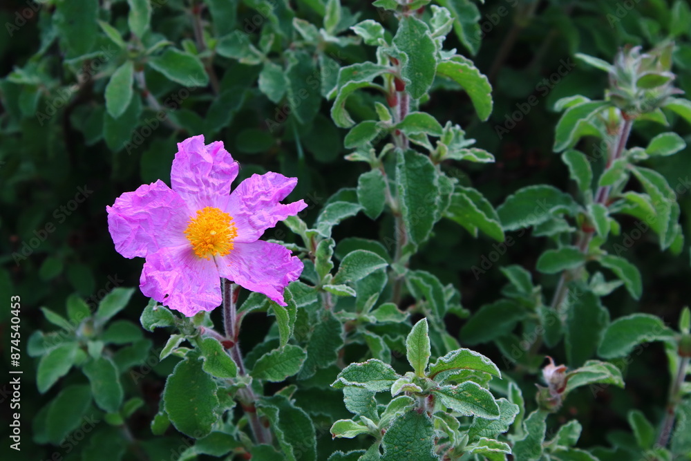 Cistus flowers in the garden Cistus flowers in the garden