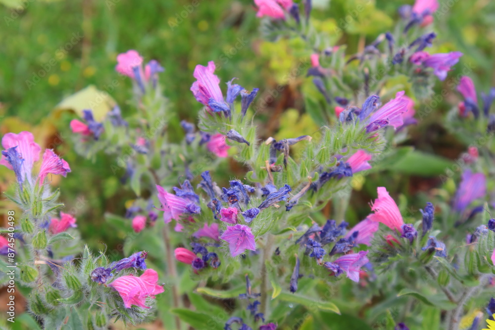 Fototapeta premium flowers in the garden