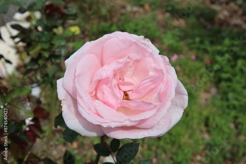 Wallpaper Mural pink rose in garden Torontodigital.ca