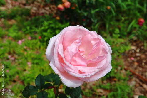Wallpaper Mural pink rose in garden Torontodigital.ca