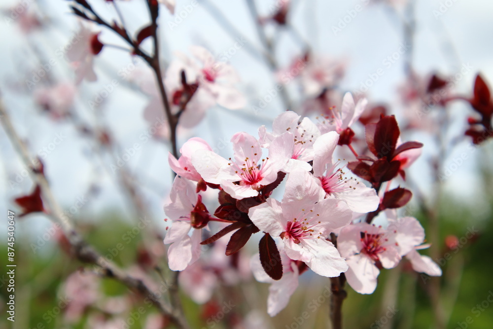 pink japanese plum blossom pink japanese plum blossom