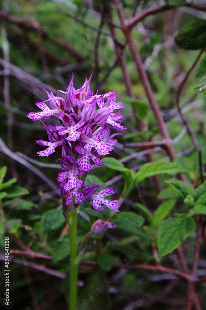 Wild orchid in the forest Wild orchid in the forest