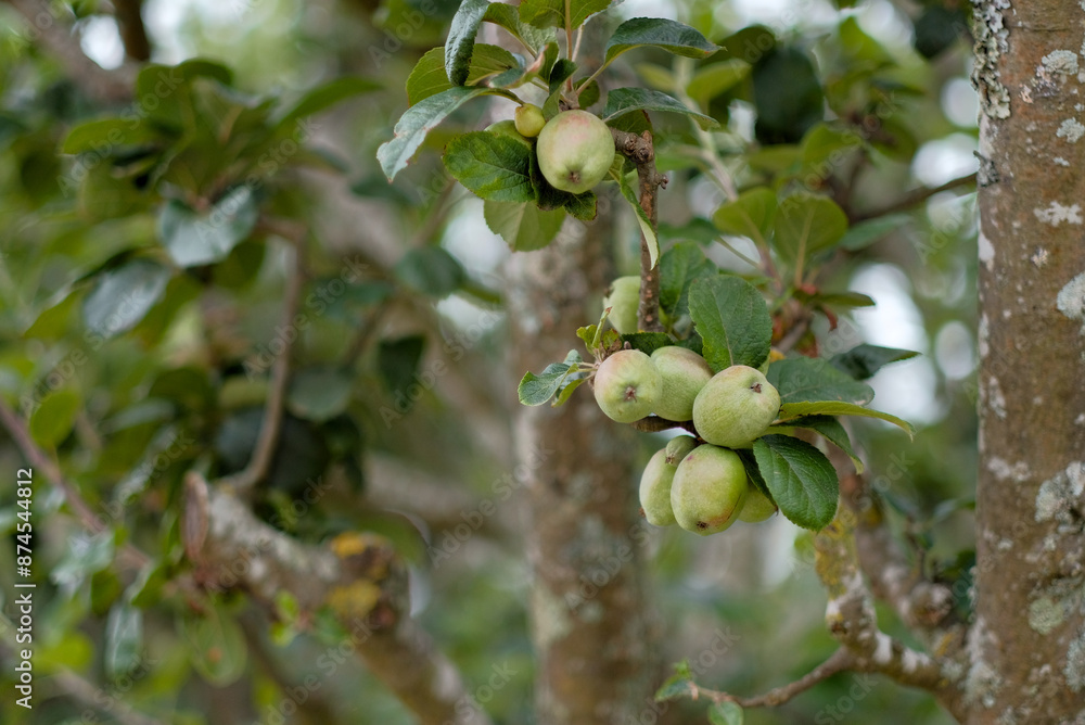 Close-Up of Fresh Apples Growing on a Branch in Garden Close-Up of Fresh Apples Growing on a Branch in Garden