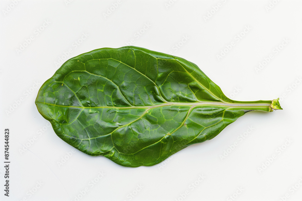 High-resolution photo of a single leaf isolated on a white background High-resolution photo of a single leaf isolated on a white background