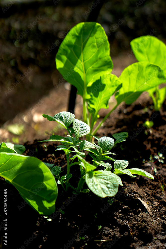 Fototapeta premium Potatoes and fresh salad growing together