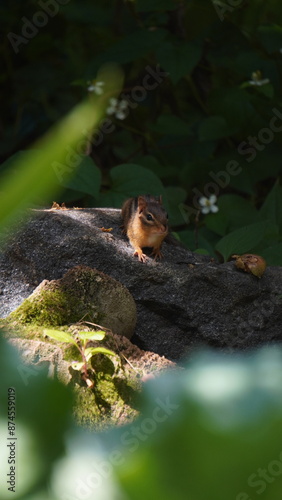 chipmunk on a rock