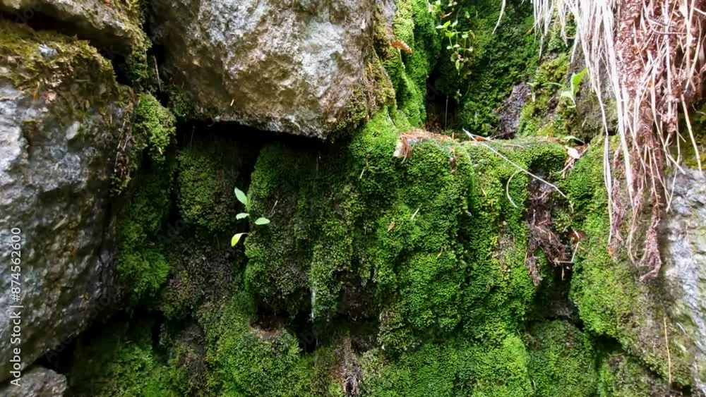 water dripping onto mossy stones. natural sound