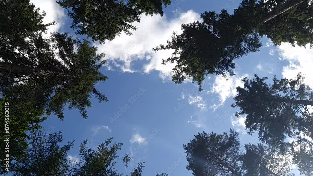 moving white clouds against the blue sky above the tops over the tops of the fir trees. time lapse moving white clouds against the blue sky above the tops over the tops of the fir trees. time lapse