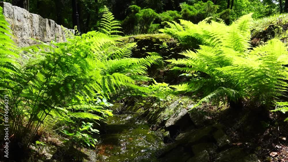 fern growing along a small stream in natural park. sound fern growing along a small stream in natural park. sound