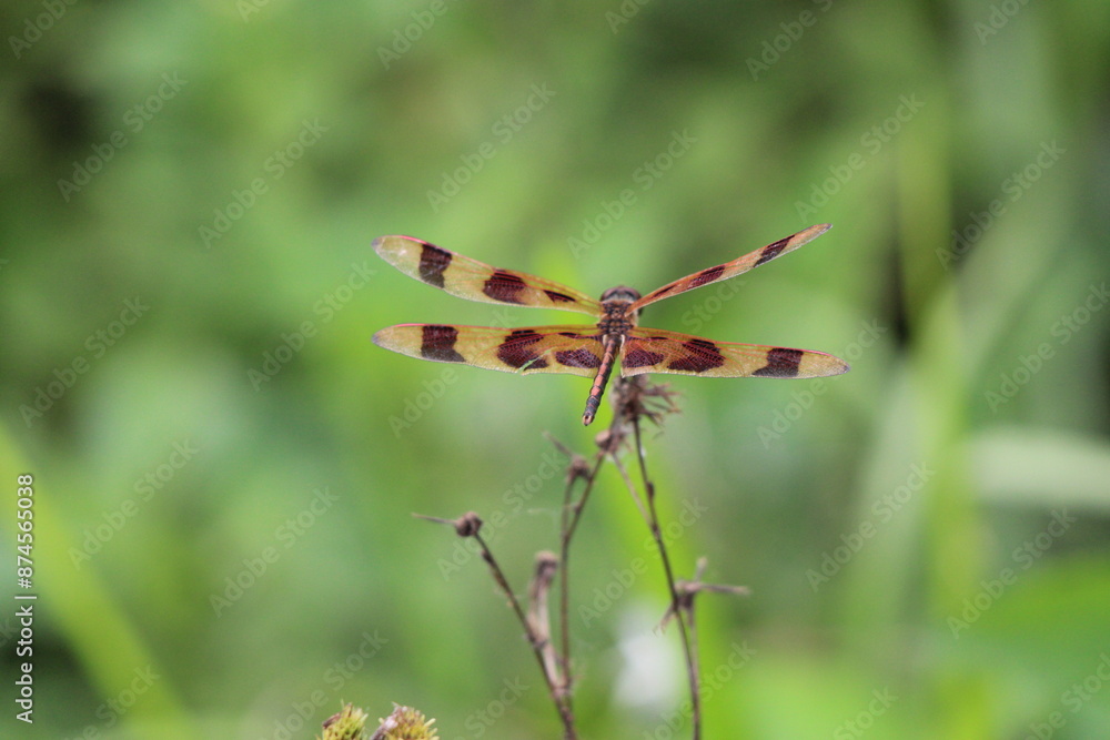 Close-up of a colorful dragonfly with transparent wings, resting on a small white flower in a lush green field. The dragonfly has striped brown and orange wings, with intricate details. Close-up of a colorful dragonfly with transparent wings, resting on a small white flower in a lush green field. The dragonfly has striped brown and orange wings, with intricate details.