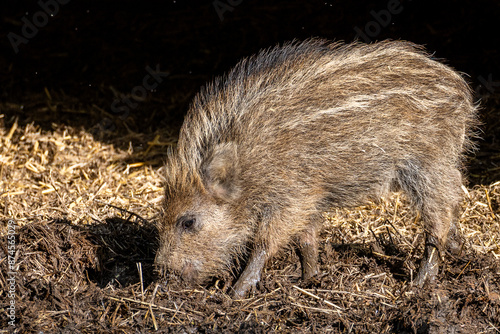 Wildschweinferkel photo