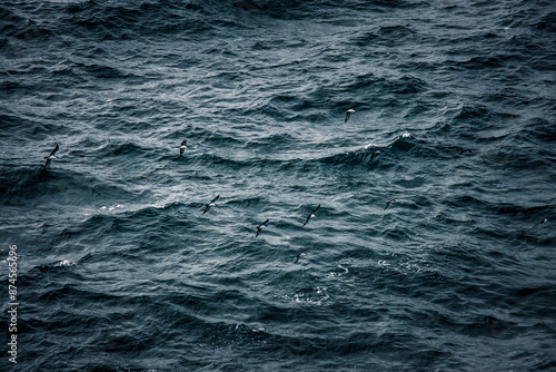 Seabirds Gliding Over Galapagos Waves