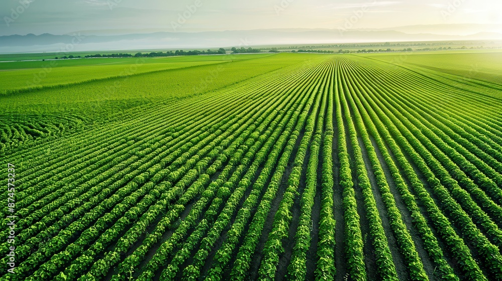 A field of legumes from a bird's eye view, looking like a green carpet stretching to the horizon. At the edge of the field, clumps of wild flowers in full bloom. In the distance, a small river crosses A field of legumes from a bird's eye view, looking like a green carpet stretching to the horizon. At the edge of the field, clumps of wild flowers in full bloom. In the distance, a small river crosses