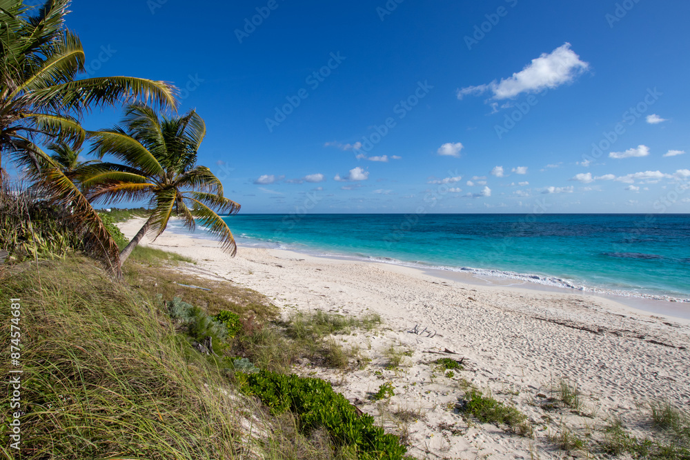 Fototapeta premium palm trees on a tropical beach
