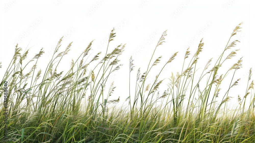 Nature tall meadow grass cut out transparent backgrounds 3d illustration Nature tall meadow grass cut out transparent backgrounds 3d illustration