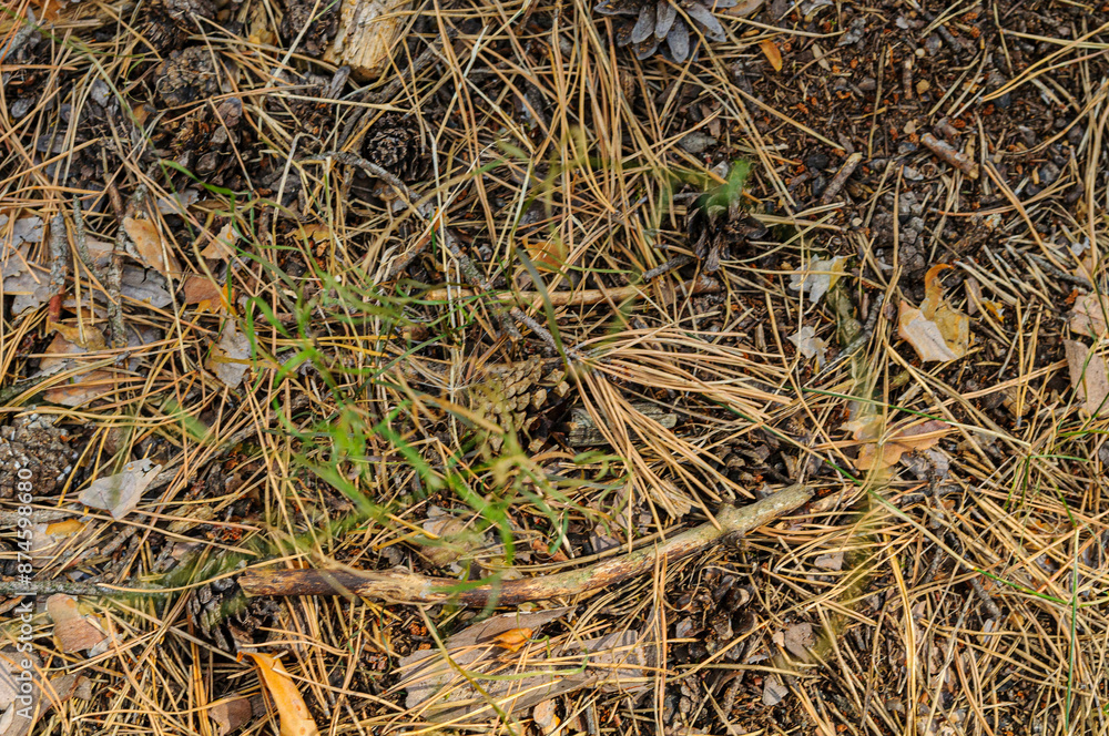 grass background grass background
