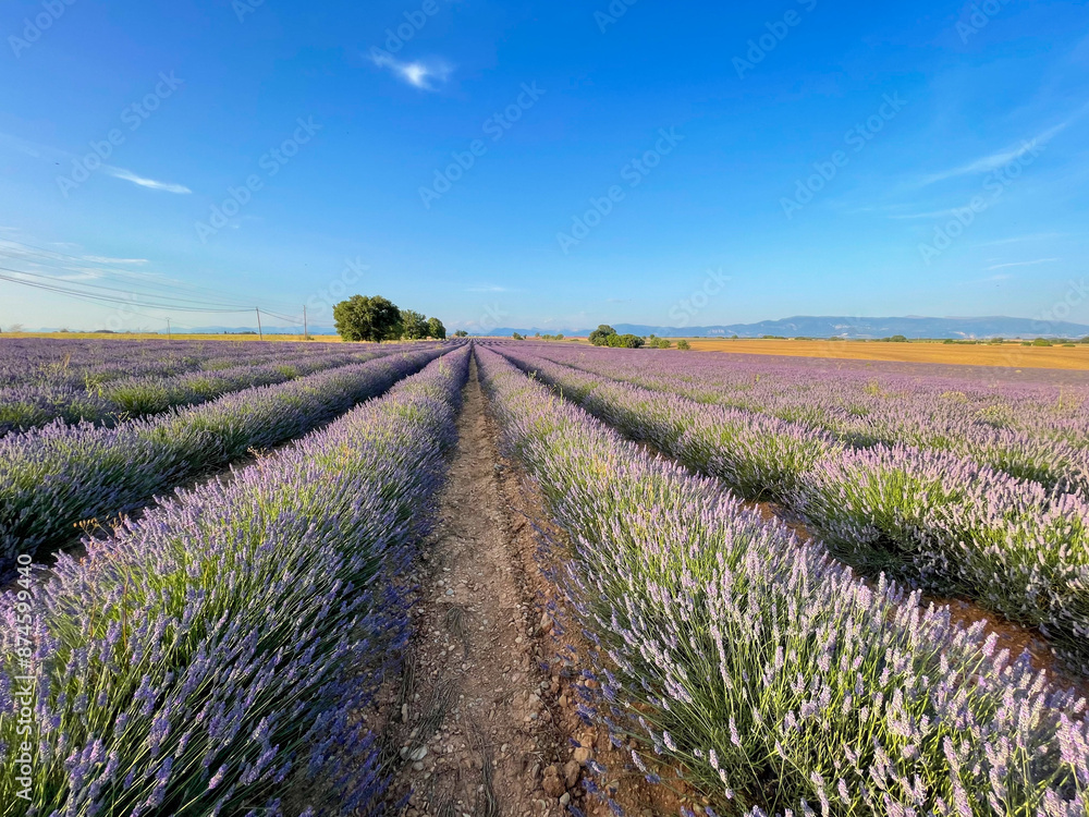 Fototapeta premium Stunning view of a blooming lavender flowers field with purple blue flowers in Provence, France