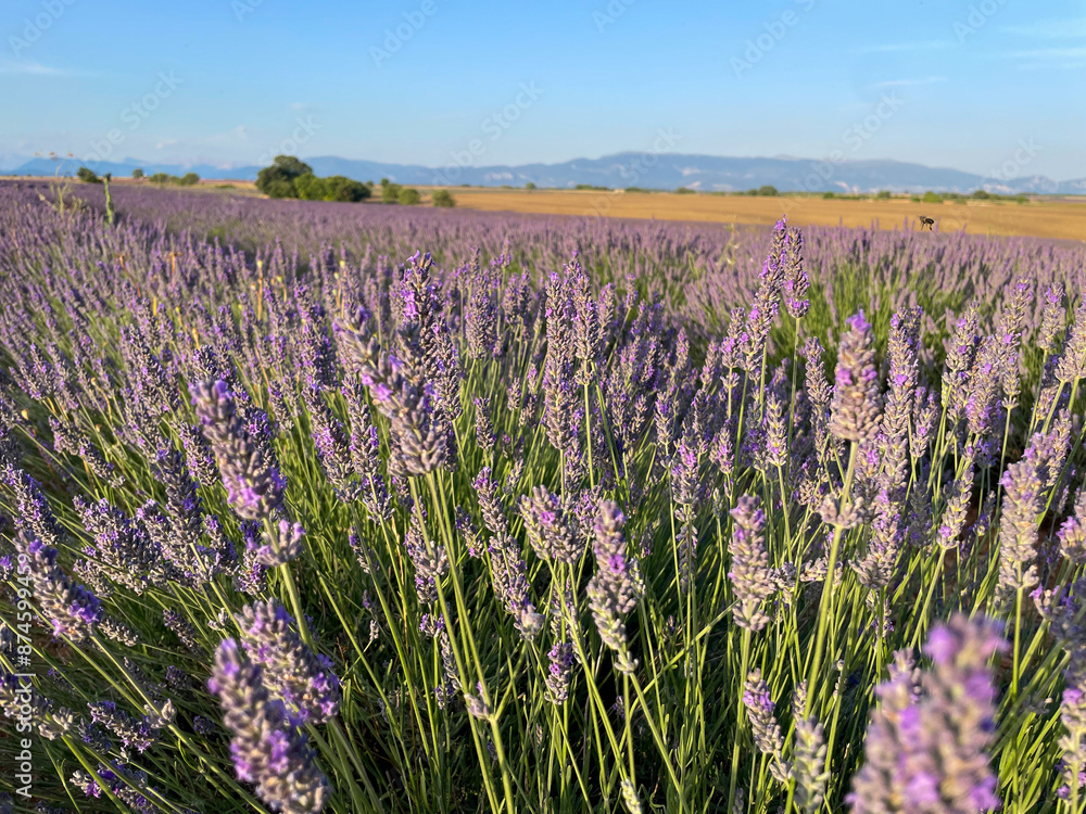 Naklejka premium Stunning view of a blooming lavender flowers field with purple blue flowers in Provence, France