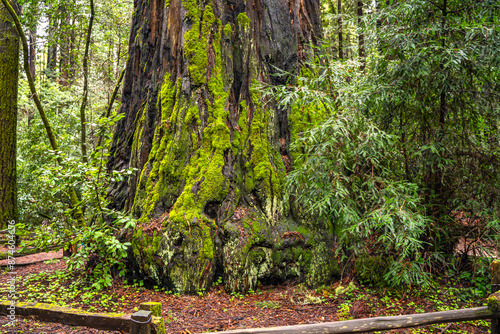 Henry Cowell Redwoods State Park, California photo