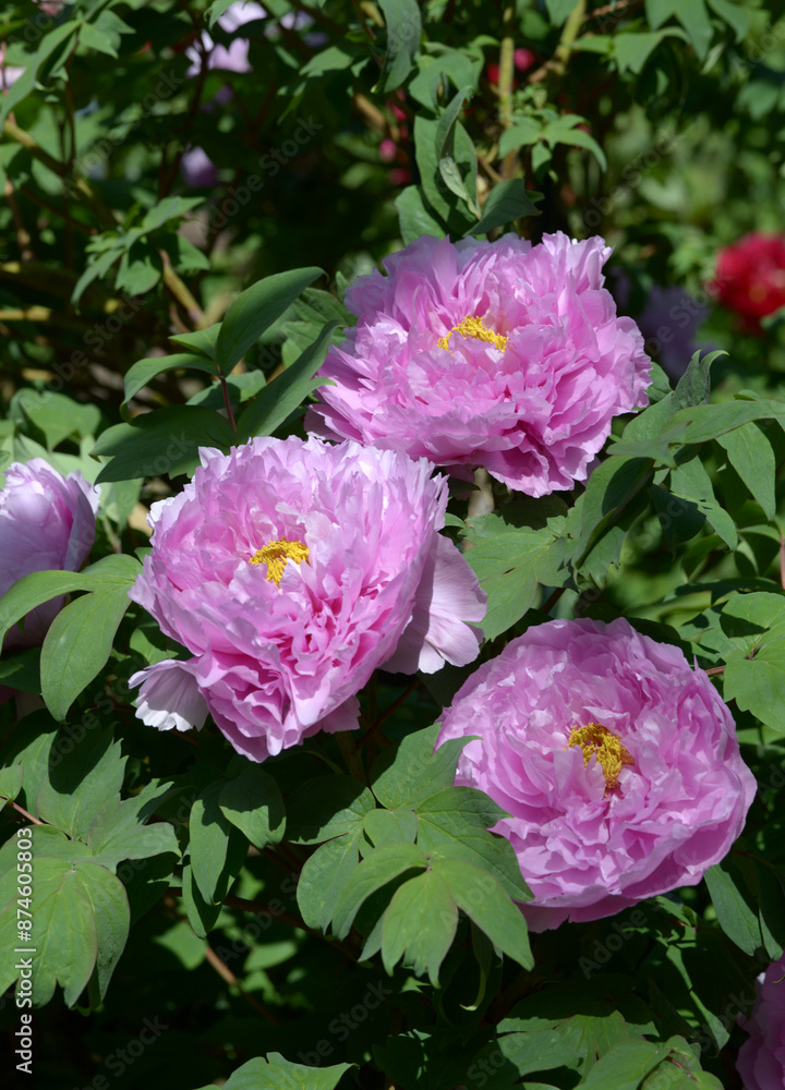 Obraz premium 鎌田藤 ボタンの花
