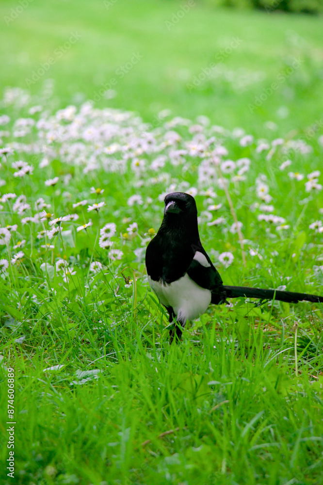 crow on the grass