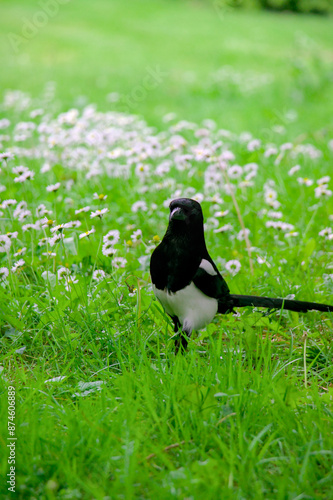 Obraz na płótnie crow on the grass w salonie