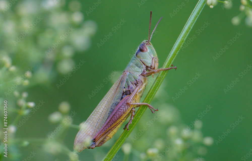 Grasshopper. It has long hind legs and short antennae, which are typical characteristics of grasshoppers. Their body is adapted for jumping. Grasshopper. It has long hind legs and short antennae, which are typical characteristics of grasshoppers. Their body is adapted for jumping.