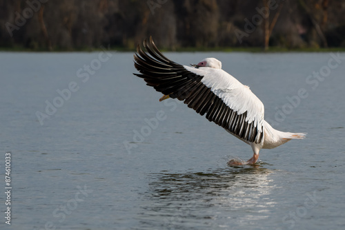 pelican in flight