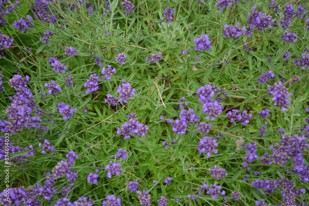 Naklejka premium A bush of lavender 